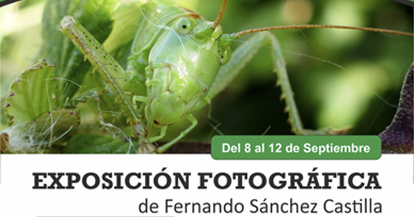 Imagen cartel exposicion entomologia