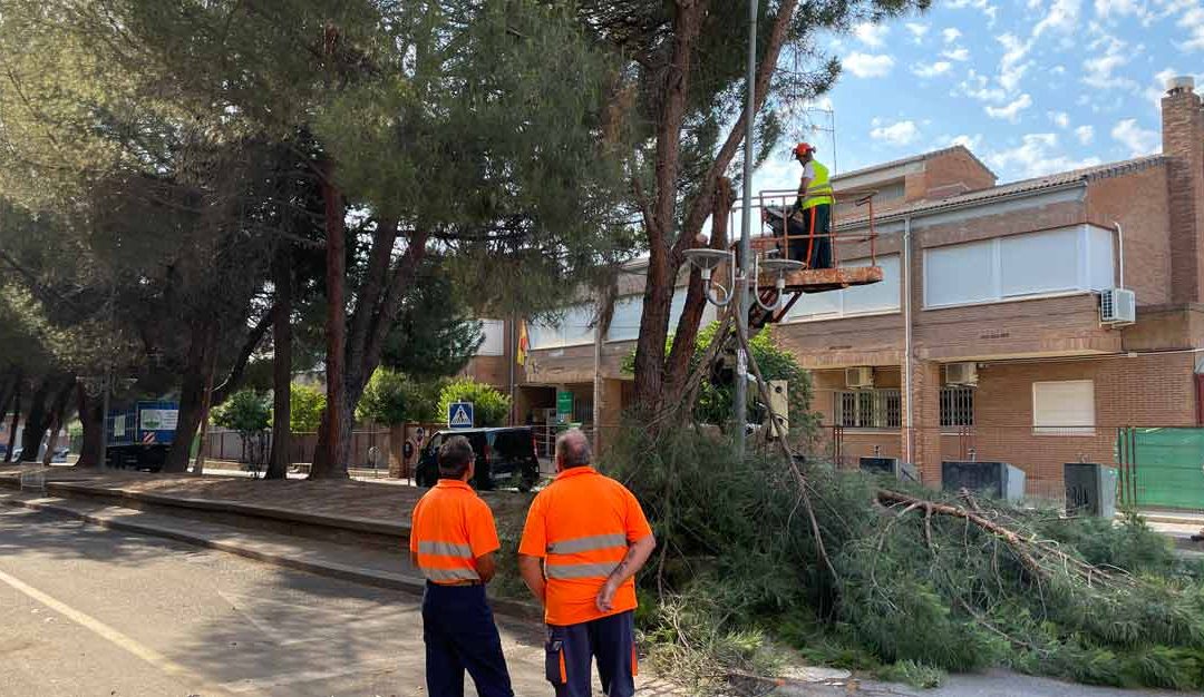 Adenex exige recuperar la sombra en la remodelación de la Avenida del Magisterio