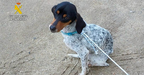 La Guardia Civil investiga a un hombre por abandonar a un perro, junto a unos contenedores, en Jarandilla de la Vera