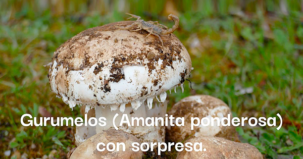 Día de gurumelos con sorpresa en El Naturalista en Casa con Fernando Sánchez y Óscar Cárdenas