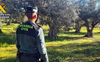 La Guardia Civil investiga a una persona por la supuesta sustracción de más de 5.000 kg de aceitunas en la Comarca de la Vera