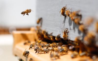 Navalmoral de la Mata establece protocolo para enjambres de abejas y nidos de avispas