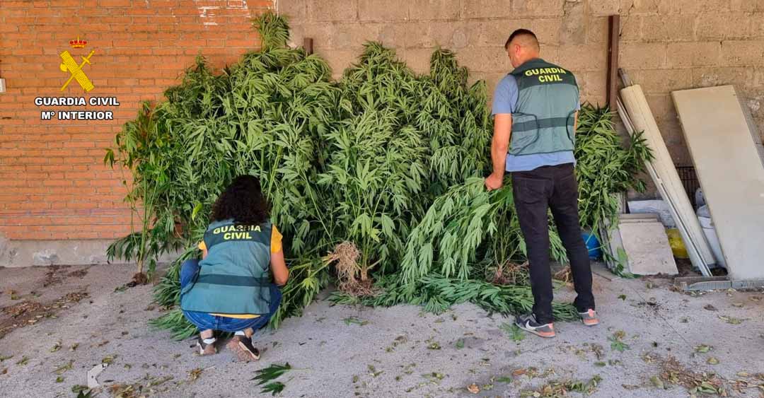 La Guardia Civil descubre una plantación de marihuana y detiene al presunto responsable