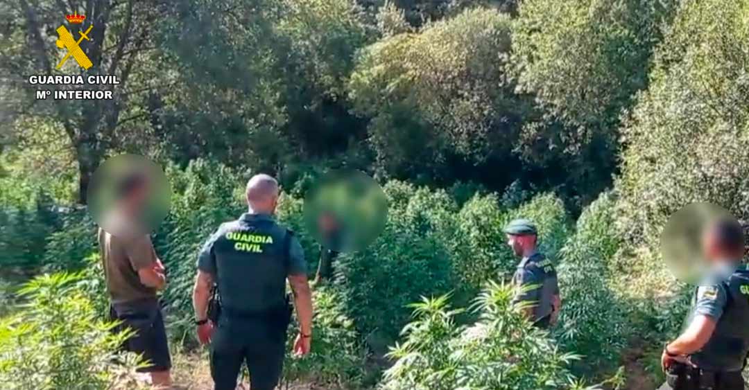 Desmantelada una plantación de marihuana en Losar de la Vera con más de 1.500 plantas