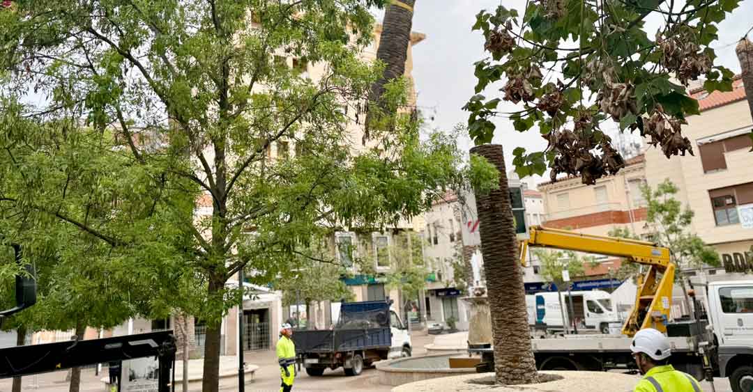 El Ayuntamiento retira palmeras afectadas por picudo rojo en la plaza del Jardincillo de Navalmoral